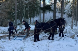 Skogsdag i Hult, Eksjö lördag 28 december